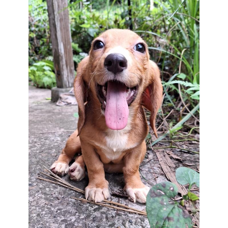 販売中の神奈川県のミックス犬-397719の10枚目
