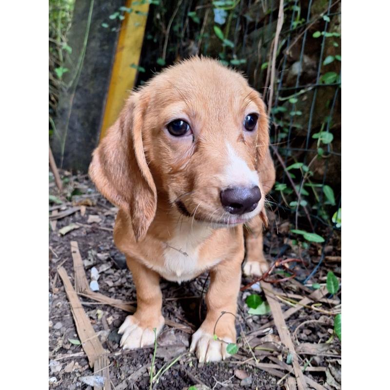 販売中の神奈川県のミックス犬-397719の6枚目