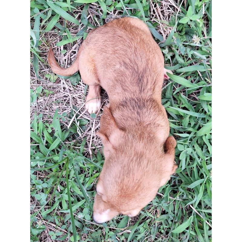 販売中の神奈川県のミックス犬-397719の2枚目
