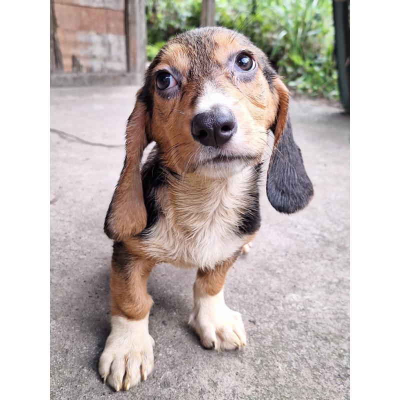 販売中の神奈川県のミックス犬-397578の13枚目