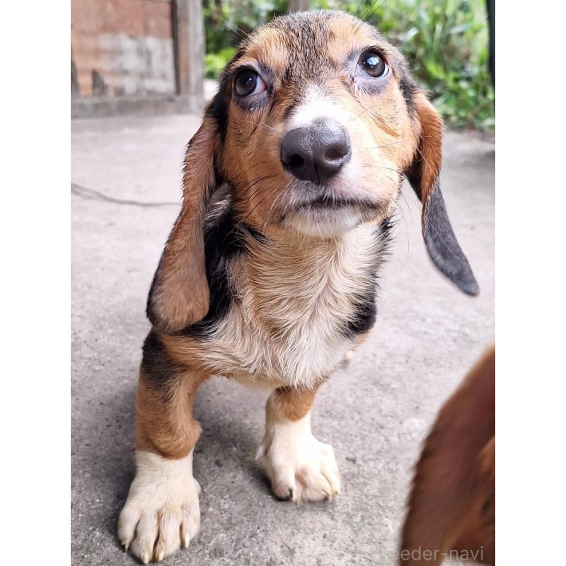販売中の神奈川県のミックス犬-397578の12枚目