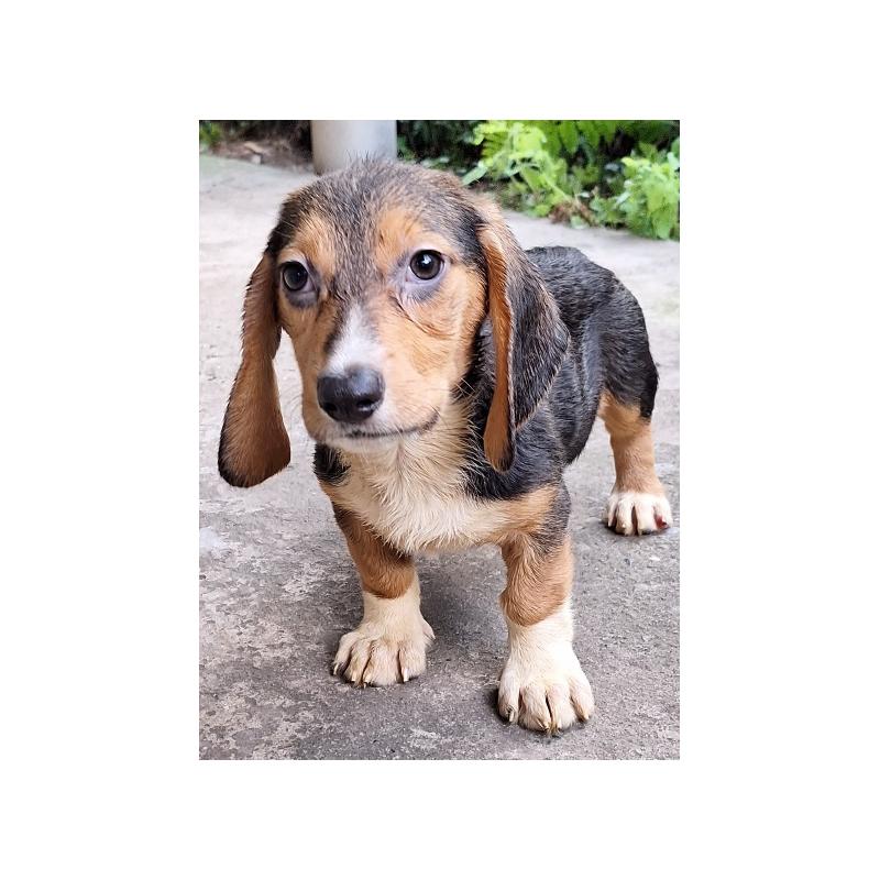 販売中の神奈川県のミックス犬-397578の11枚目