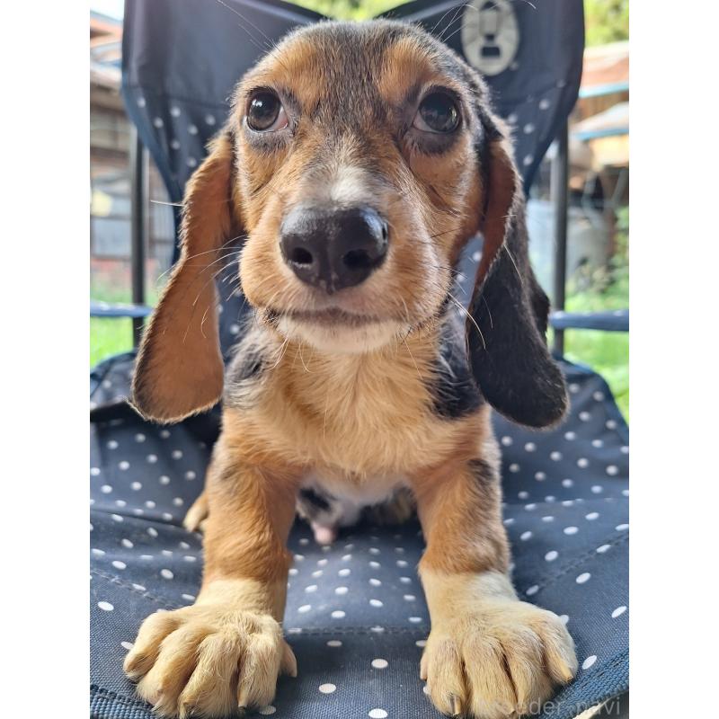 販売中の神奈川県のミックス犬-397578の4枚目