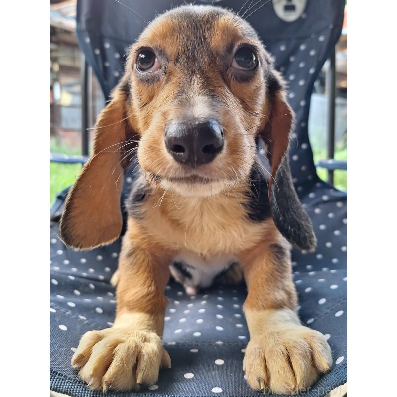 販売中の神奈川県のミックス犬-397578の3枚目