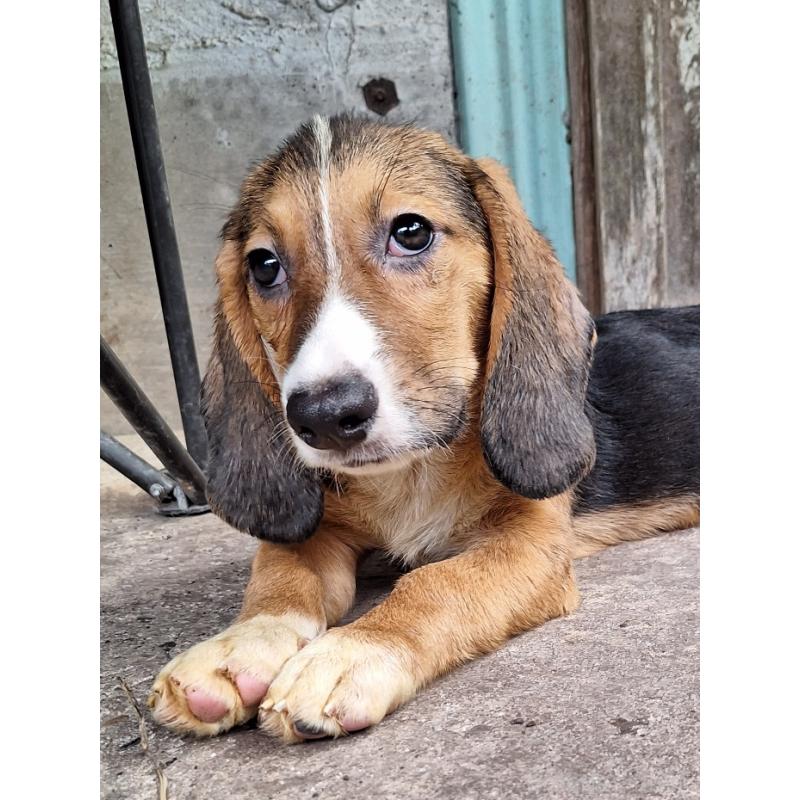 販売中の神奈川県のミックス犬-397579の13枚目