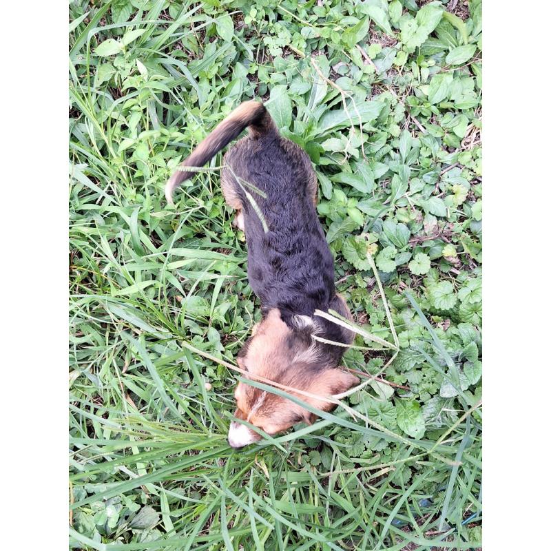 販売中の神奈川県のミックス犬-397579の2枚目