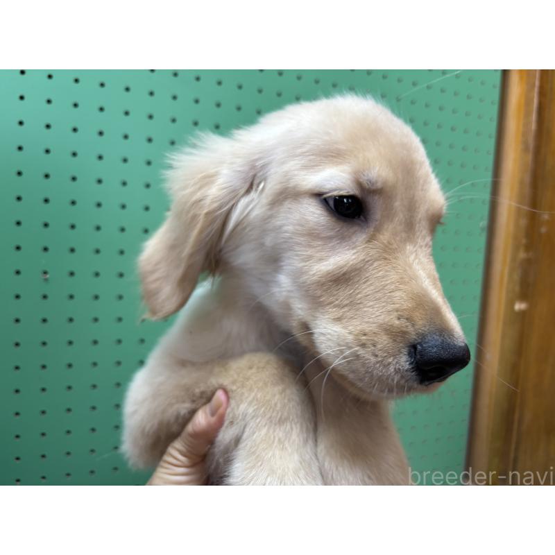 販売中の沖縄県のゴールデンレトリーバー-407302の6枚目