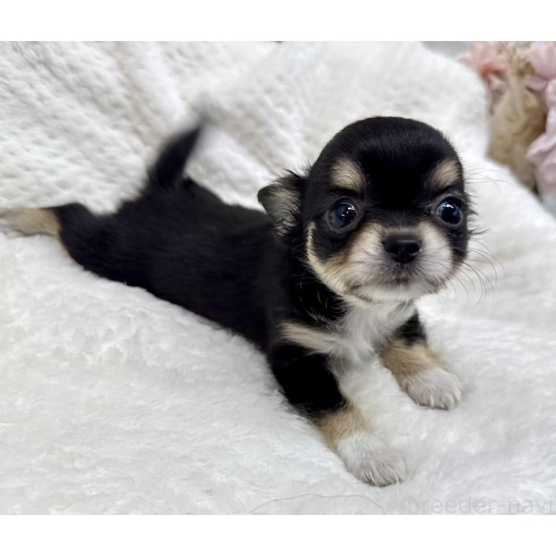 成約済の京都府のチワワ(ロングコート)-404448の5枚目