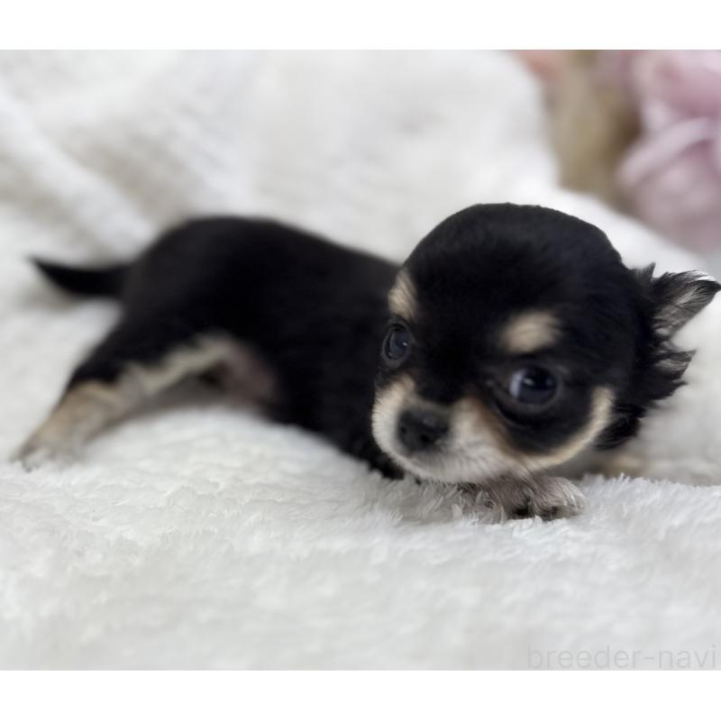 成約済の京都府のチワワ(ロングコート)-404448の4枚目