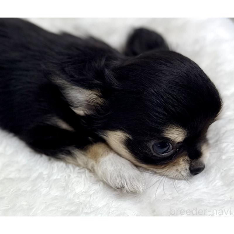 成約済の京都府のチワワ(ロングコート)-404448の3枚目