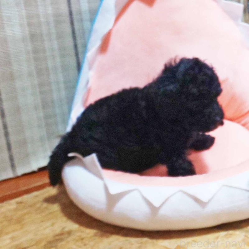 販売中の群馬県のタイニープードル-407311