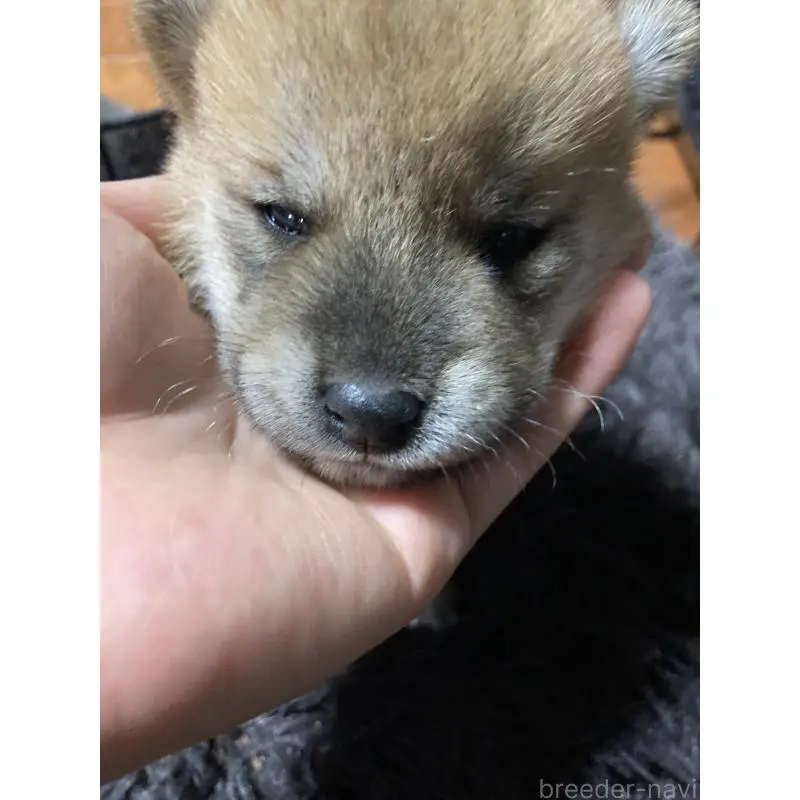 販売中の熊本県の柴犬-407319の5枚目