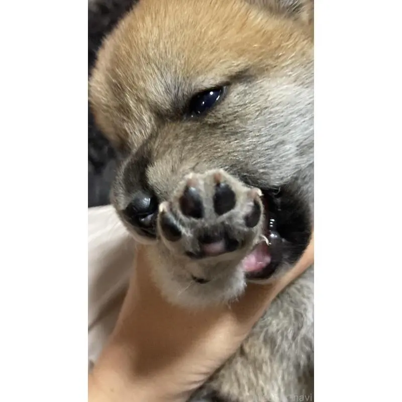 販売中の熊本県の柴犬-407319の1枚目