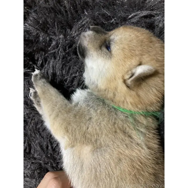 販売中の熊本県の柴犬-407319の2枚目