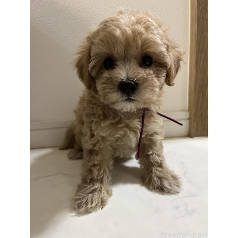 成約済の埼玉県のマルプー:マルチーズ×トイプードル-403915の5枚目