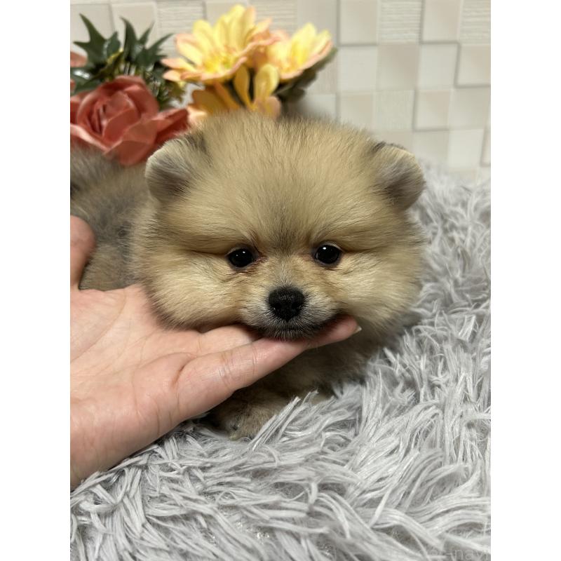 販売中の大阪府のポメラニアン-407321