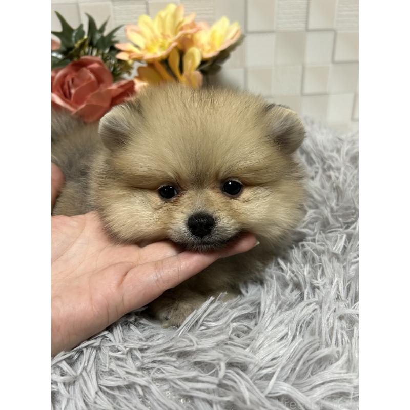 販売中の大阪府のポメラニアン-407321の5枚目