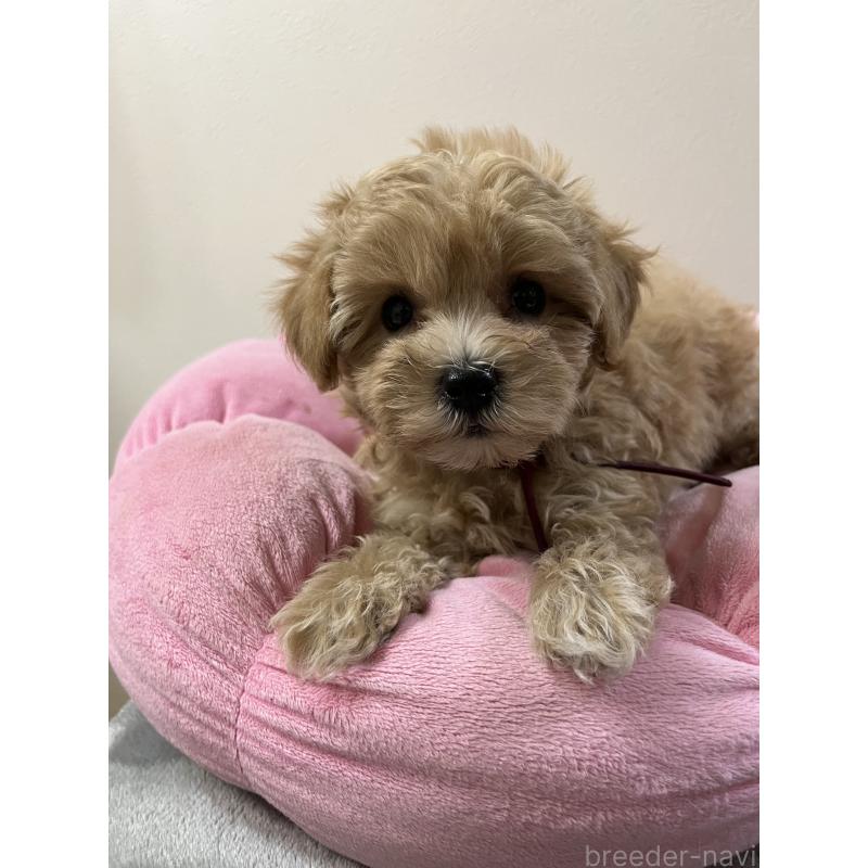 成約済の埼玉県のマルプー:マルチーズ×トイプードル-403915の4枚目