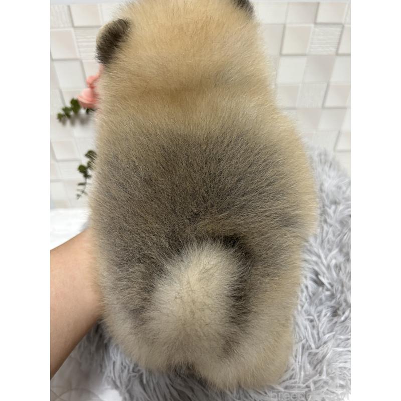 販売中の大阪府のポメラニアン-407321の4枚目