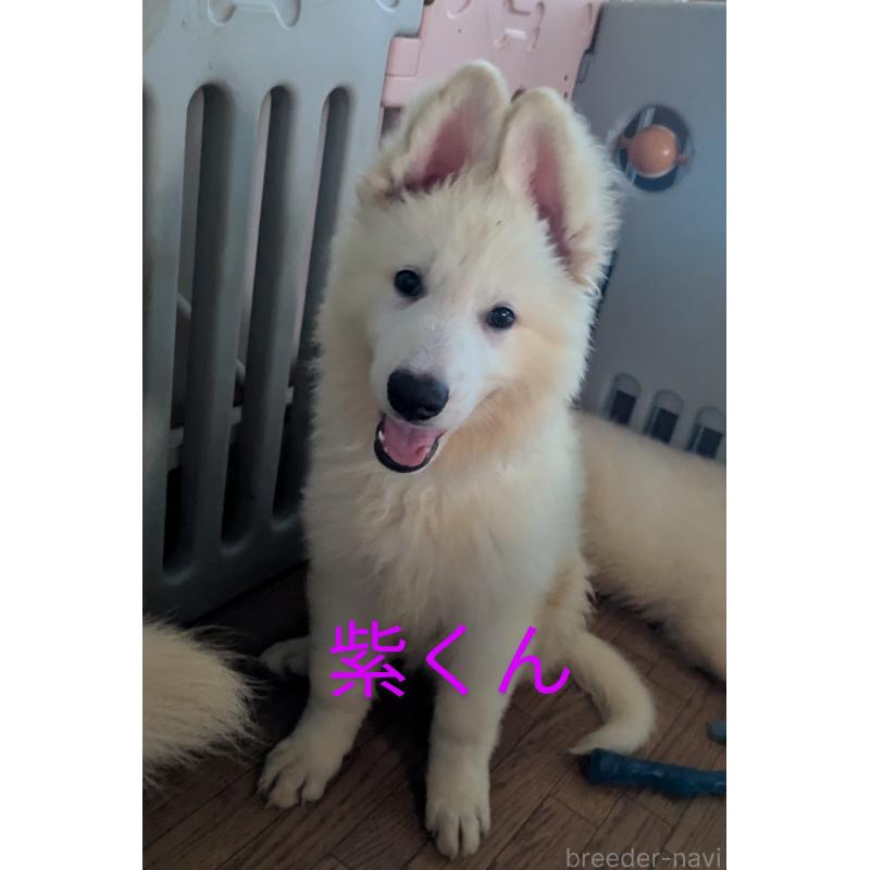 販売中の滋賀県のホワイトシェパード-407194の1枚目