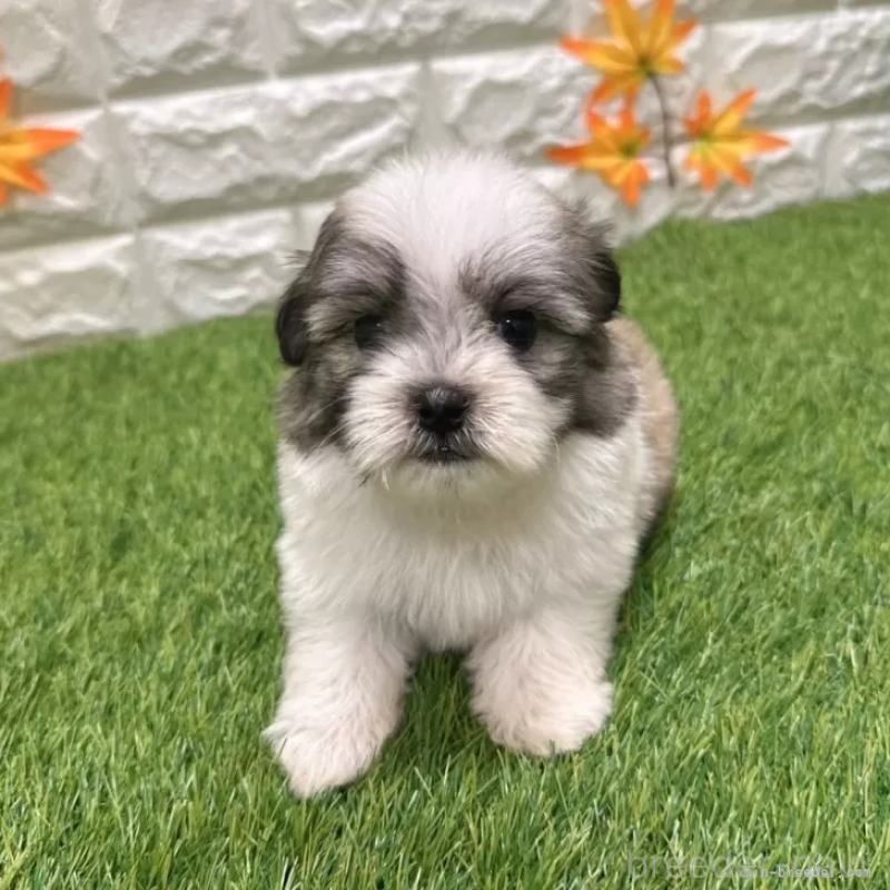 成約済の愛知県のマルシーズー:マルチーズ×シーズー-405168の1枚目