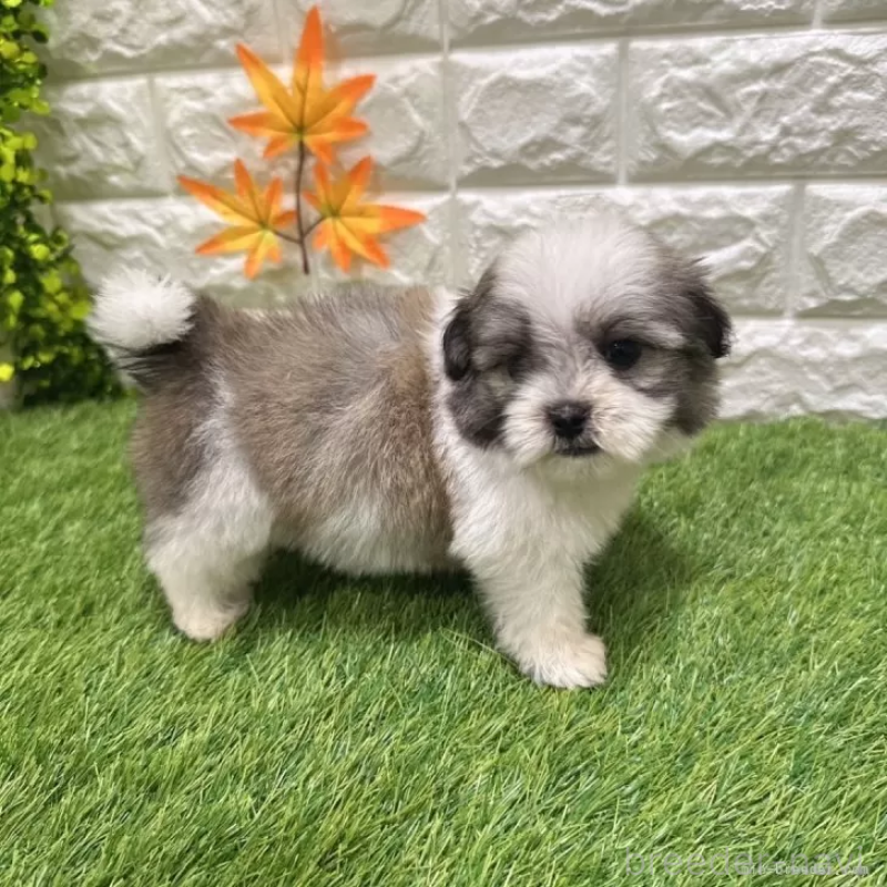 成約済の愛知県のマルシーズー:マルチーズ×シーズー-405168の5枚目