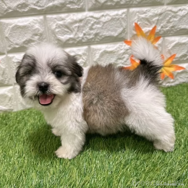 成約済の愛知県のマルシーズー:マルチーズ×シーズー-405168の4枚目