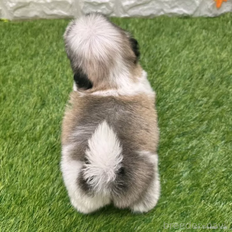 成約済の愛知県のマルシーズー:マルチーズ×シーズー-405168の2枚目