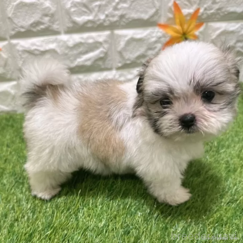 成約済の愛知県のマルシーズー:マルチーズ×シーズー-405176の5枚目