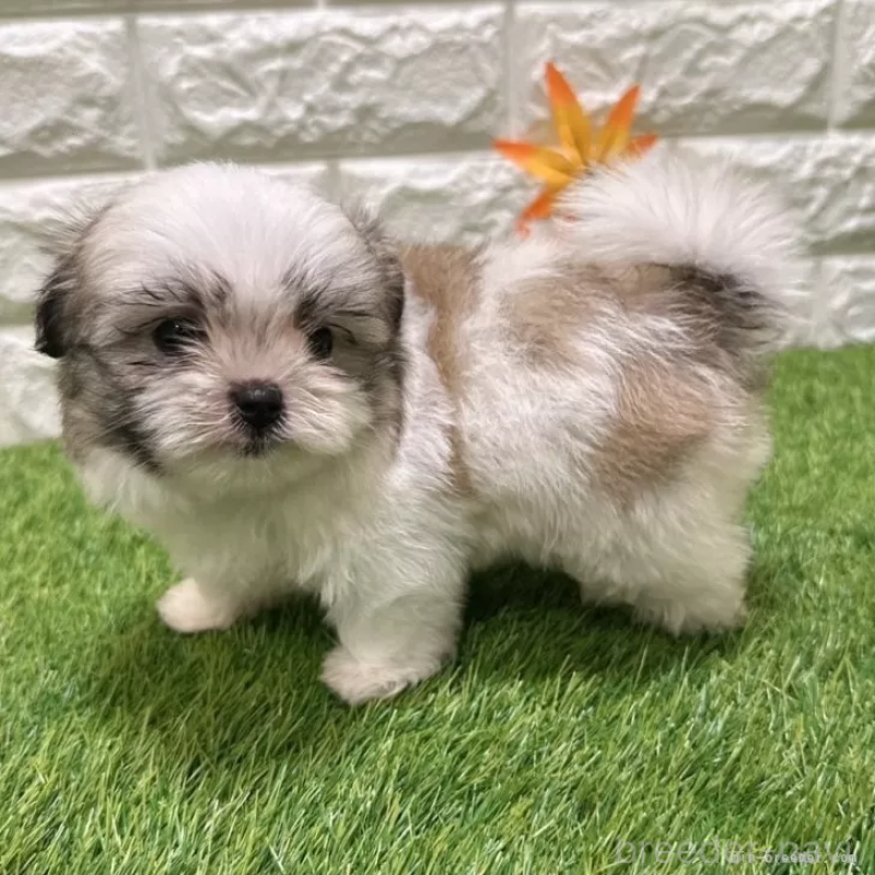 成約済の愛知県のマルシーズー:マルチーズ×シーズー-405176の4枚目