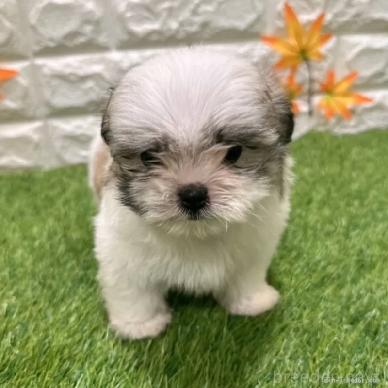 成約済の愛知県のマルシーズー:マルチーズ×シーズー-405176の3枚目