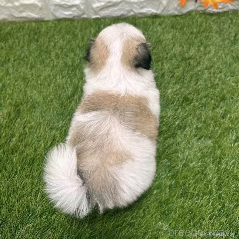 成約済の愛知県のマルシーズー:マルチーズ×シーズー-405176の2枚目