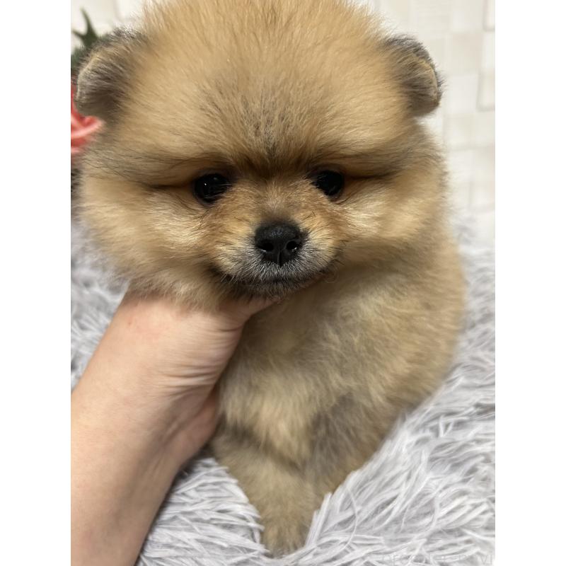 販売中の大阪府のポメラニアン-407337の6枚目