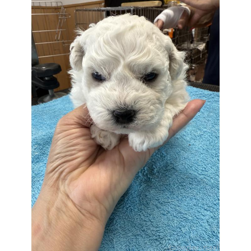 販売中の栃木県のビションフリーゼ-407340の2枚目