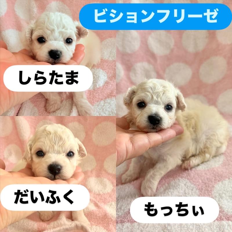 販売中の山形県のビションフリーゼ-403720