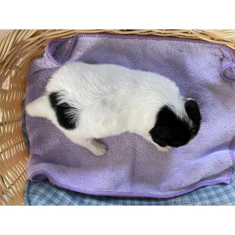 販売中の茨城県のジャックラッセルテリア-407351の6枚目