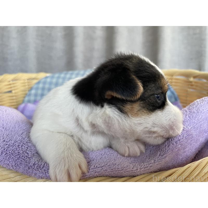 販売中の茨城県のジャックラッセルテリア-407351の2枚目