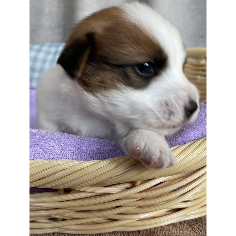 販売中の茨城県のジャックラッセルテリア-407349の5枚目