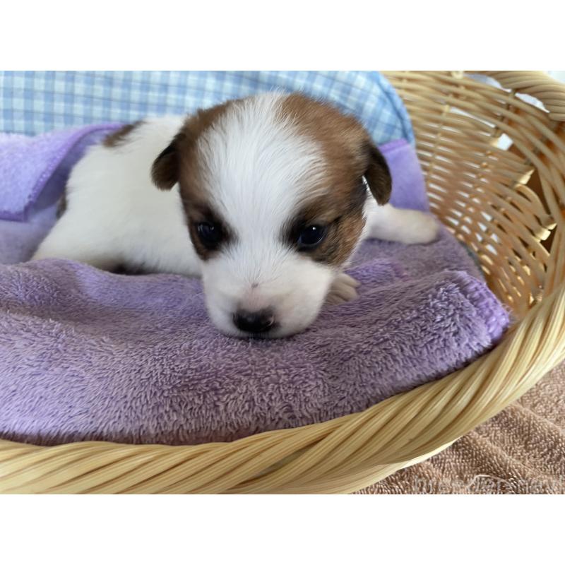 販売中の茨城県のジャックラッセルテリア-407349の4枚目