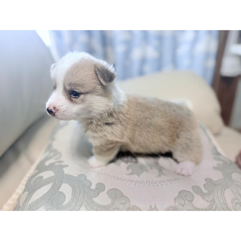 販売中の茨城県のウェルシュコーギーペンブローク-405706の3枚目