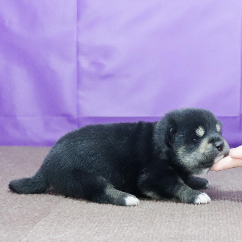 販売中の愛知県の柴犬-407359の3枚目