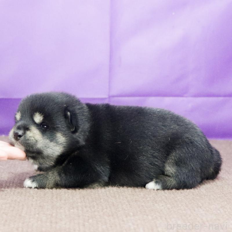 販売中の愛知県の柴犬-407359の2枚目