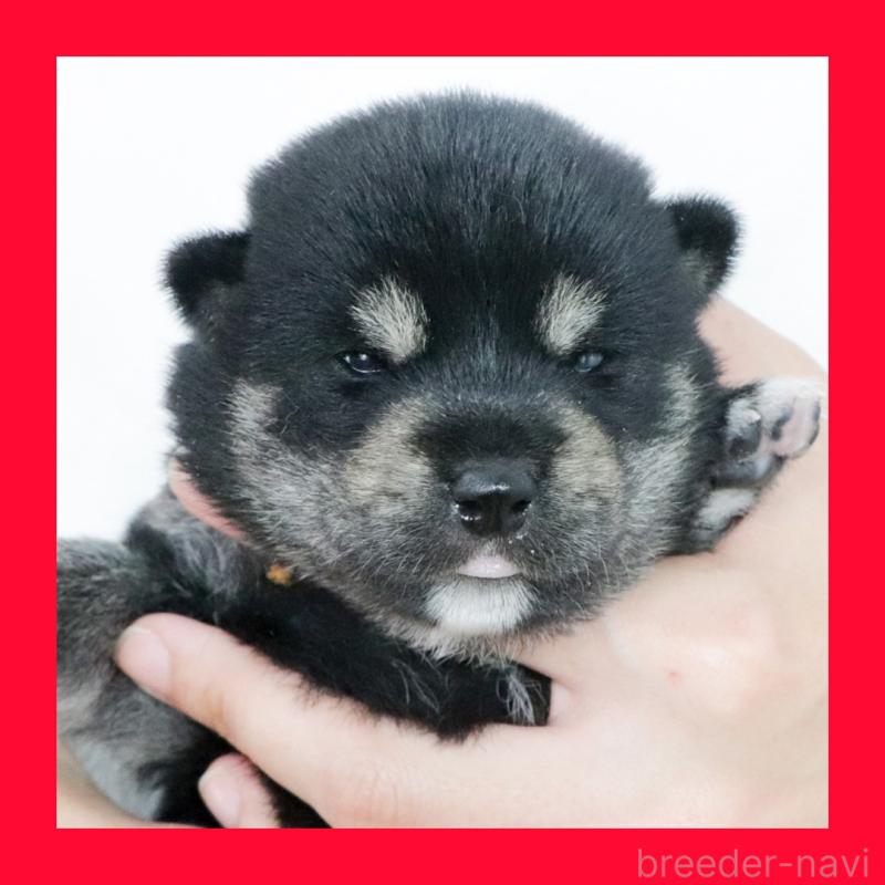 販売中の愛知県の柴犬-407359