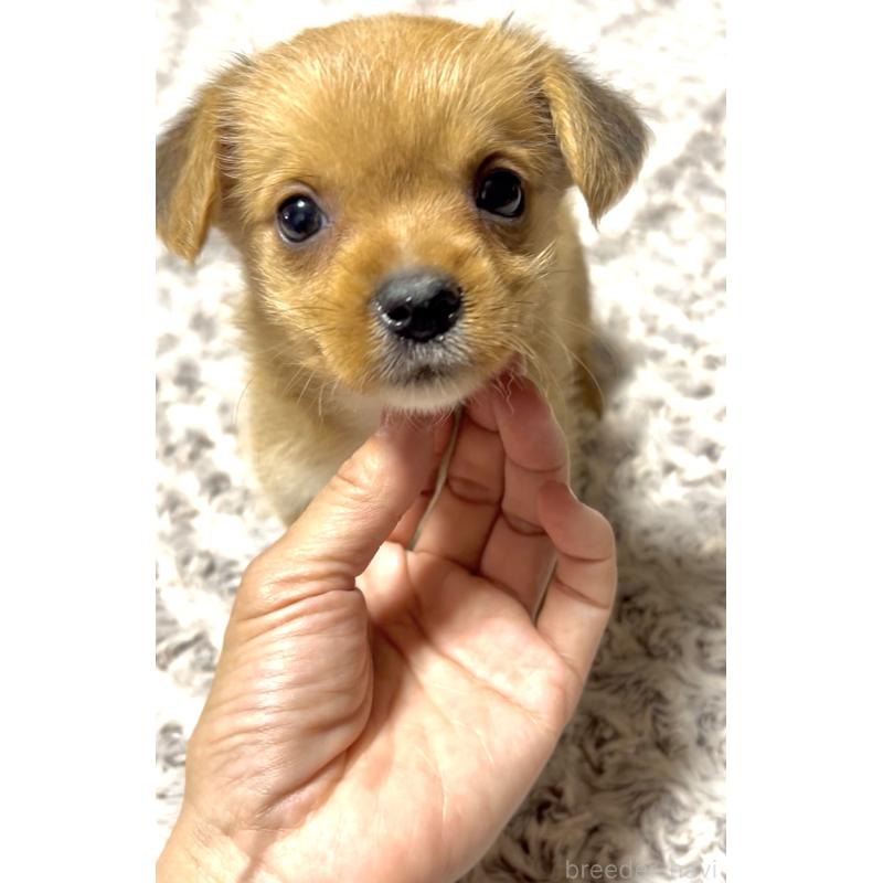 成約済の奈良県のミックス犬-404261の3枚目