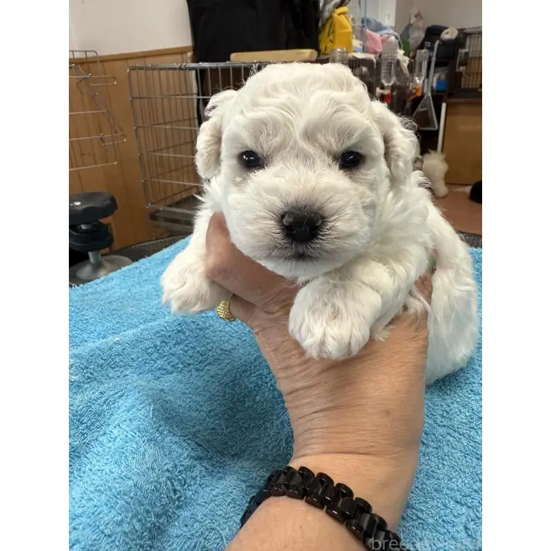 販売中の栃木県のビションフリーゼ-407200の3枚目