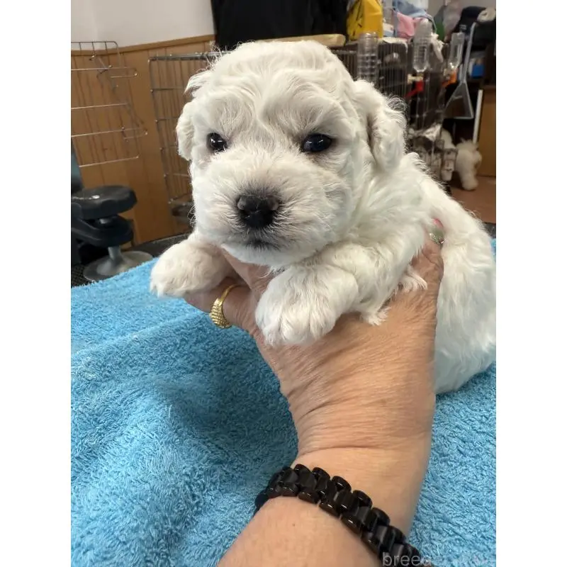 販売中の栃木県のビションフリーゼ-407200の2枚目