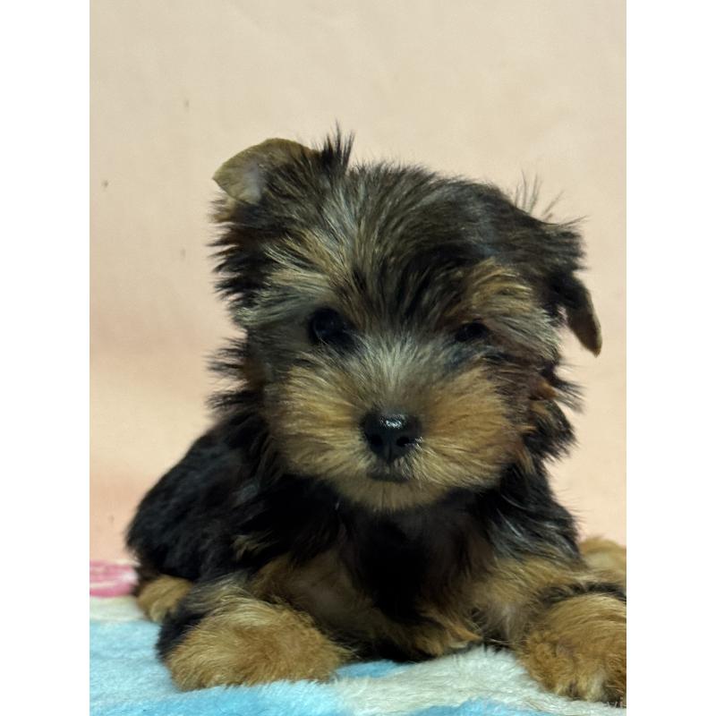 成約済の広島県のヨークシャーテリア-406125の4枚目