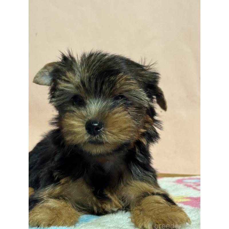 成約済の広島県のヨークシャーテリア-406125の2枚目