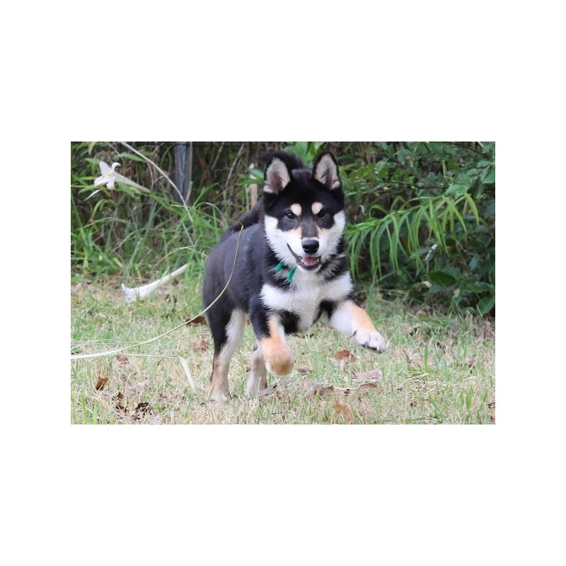 販売中の和歌山県の柴犬-407203の5枚目