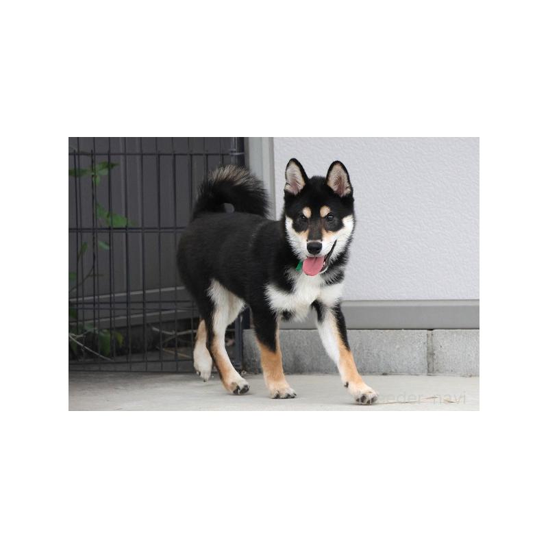 販売中の和歌山県の柴犬-407203の4枚目